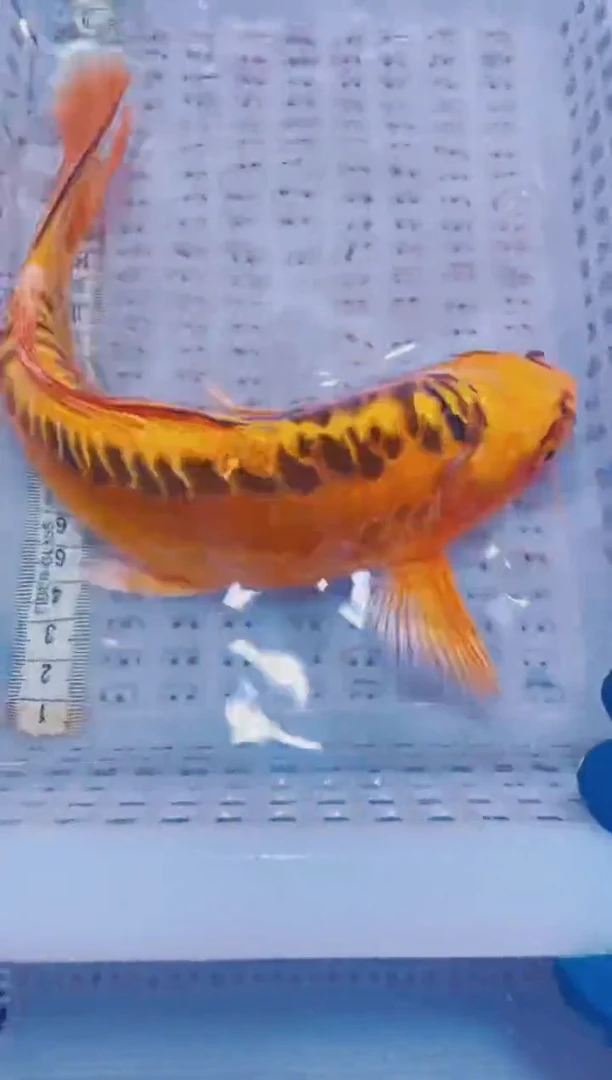 锦鲤血统锦鲤全场包邮55