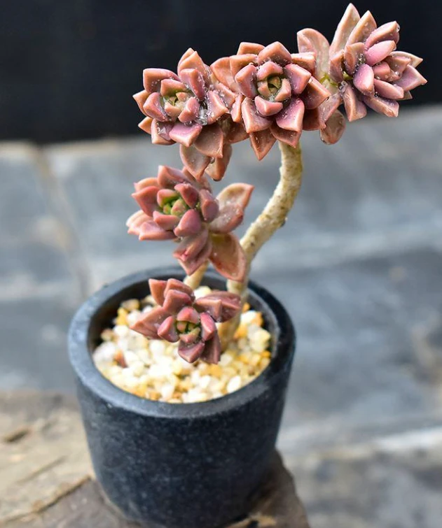 花语意境 编号221-230多肉植物  一物一拍