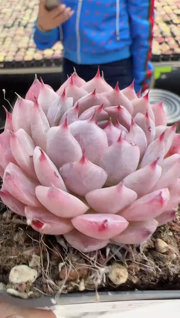 【闪购商品】新款多肉-153