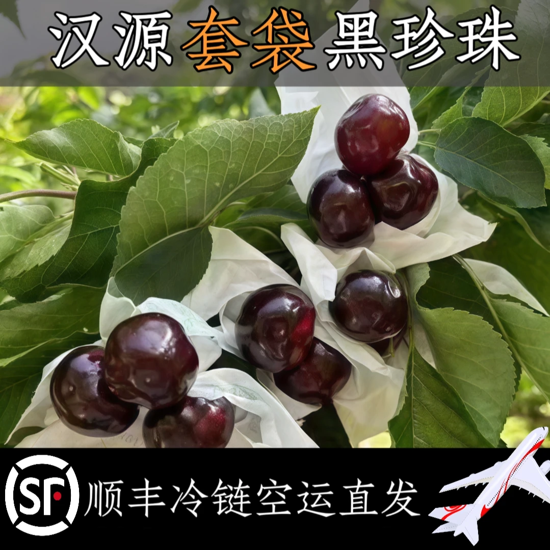 汉源黑珍珠车厘子大樱桃套袋车厘子中小果（省外地区专拍）