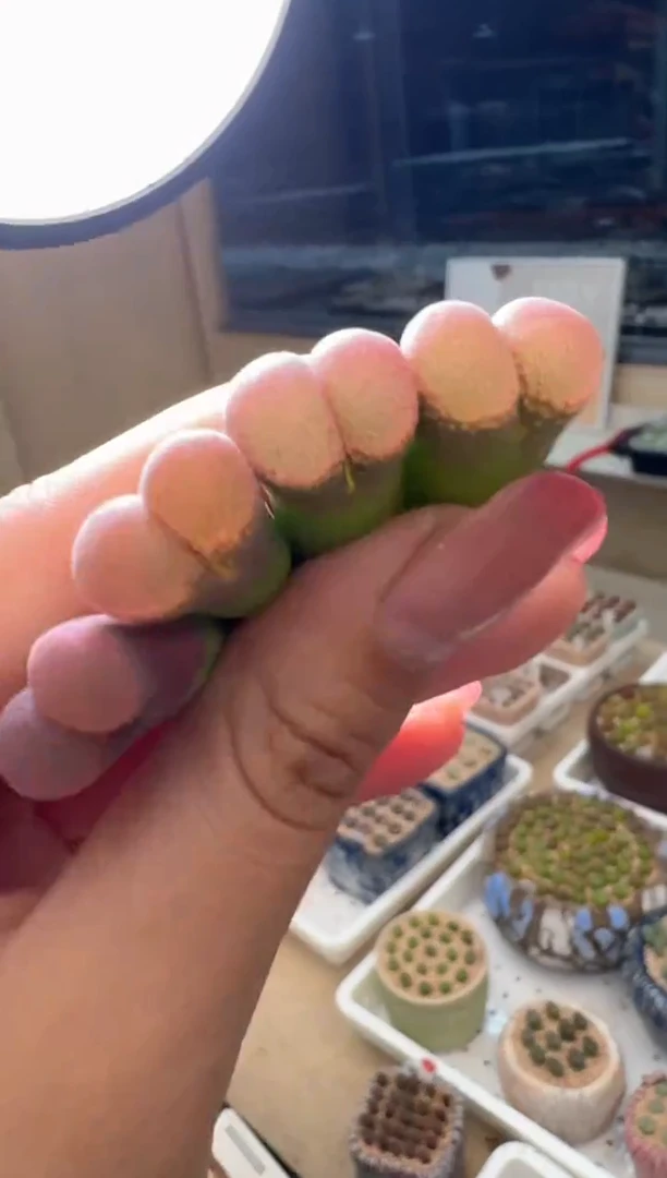 102多肉植物肉锥一颗