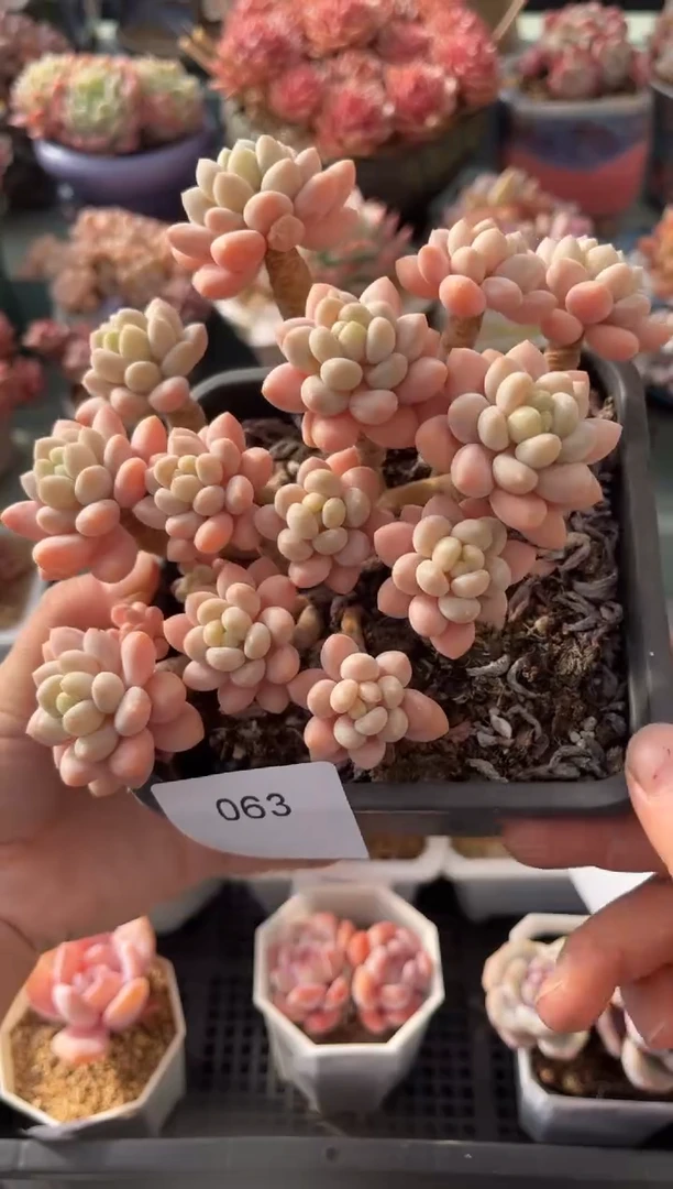 063群生洛可可多肉