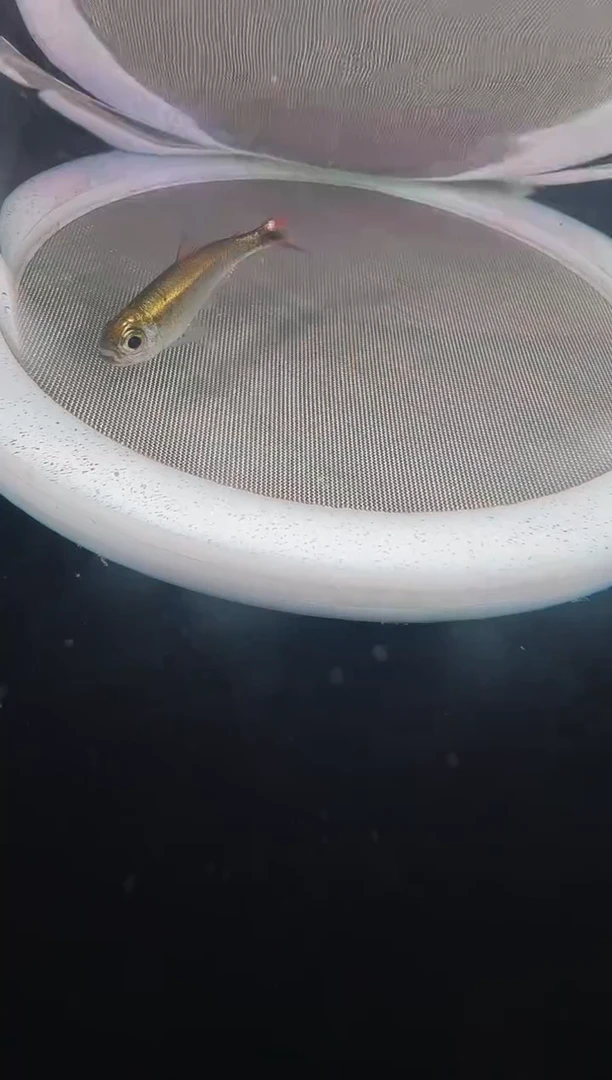 灯科鱼C***sC11-10号白金赤霞3cm+（不包黑点）1条