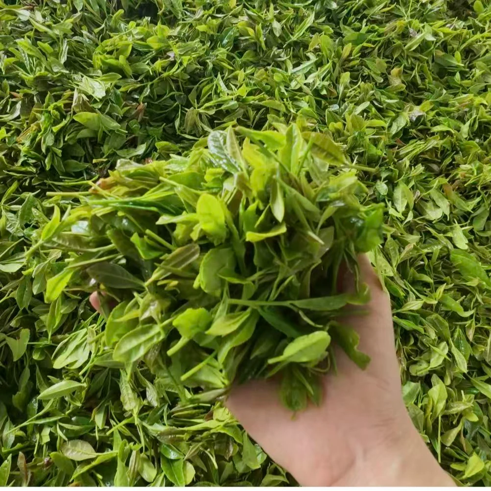 吕茗轩日照绿茶黄豆喂养一芽二叶秋茶