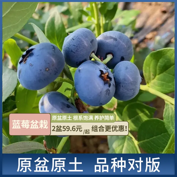比利孚蓝莓树果苗南北方四季种植阳台水果庭院花园地栽树苗盆栽