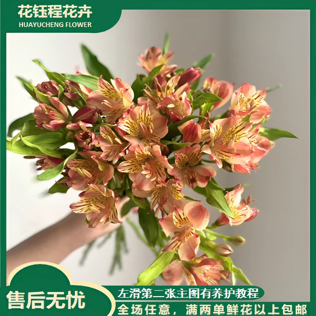 【春日来信/不拍保温棉冻坏不售后】橙色水仙百合 两单以上包邮