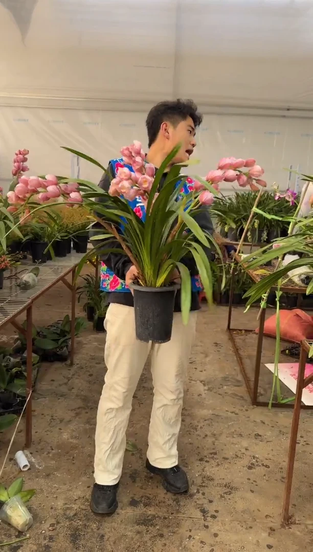 完全开放A3333333蕙兰