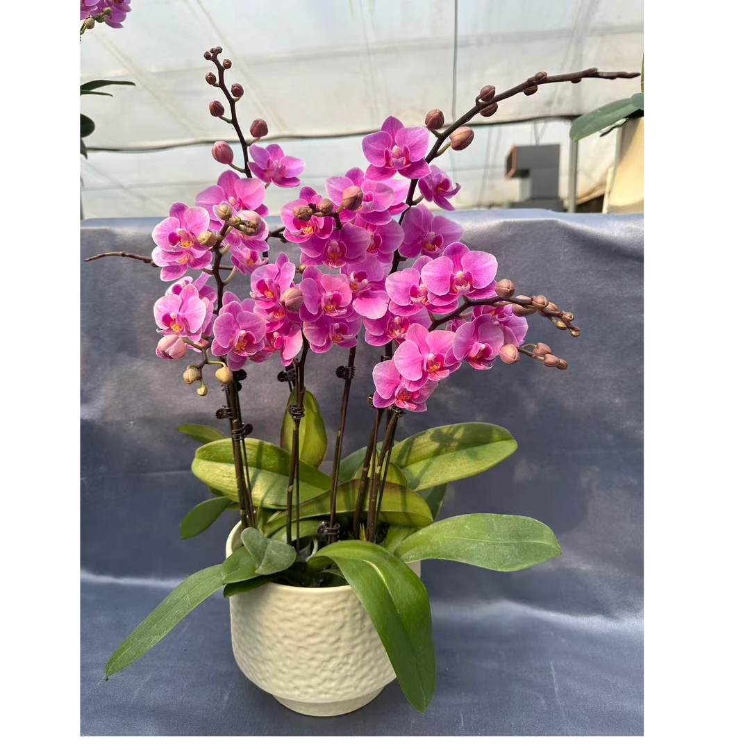 高品质蝴蝶兰年宵花（紫霞仙子）桌面室内好养绿植花卉盆栽