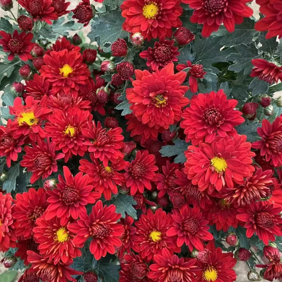 【红色千头菊】带花苞菊花盆栽九月菊多季开花室内花卉植物