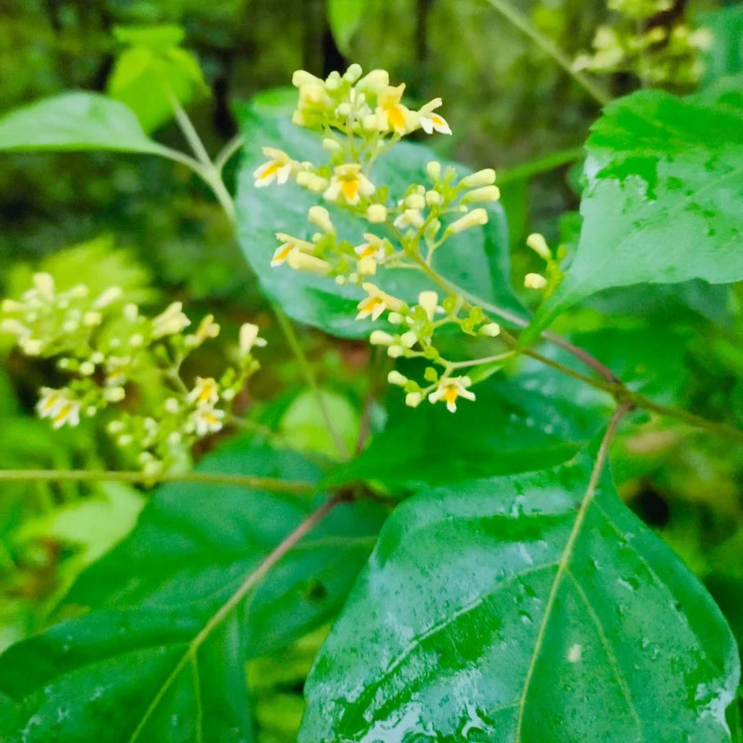 丹江口新鲜神仙叶 食用做菜豆腐菜泡茶 点豆腐绿色凉粉