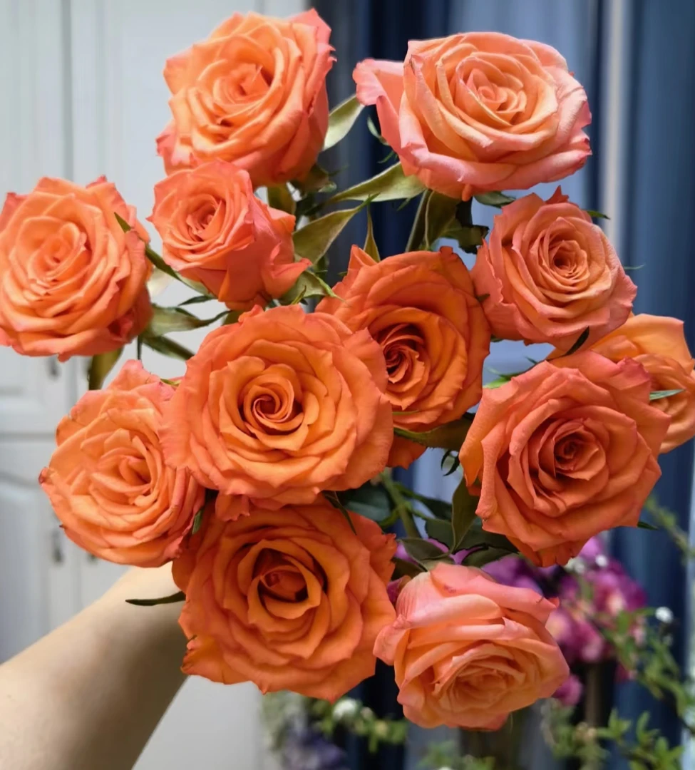 云南直发基地多头橙多 头玫瑰鲜切花 全场任意两单顺丰/京东