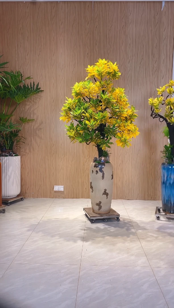 当前无花栽培后可以开花硅****哥洒金榕一物一拍