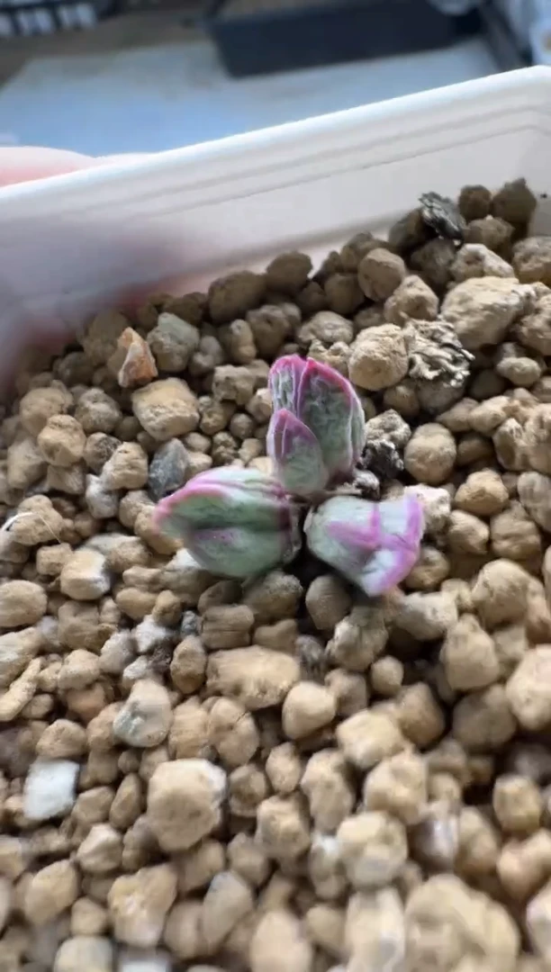 【闪购商品】5-214