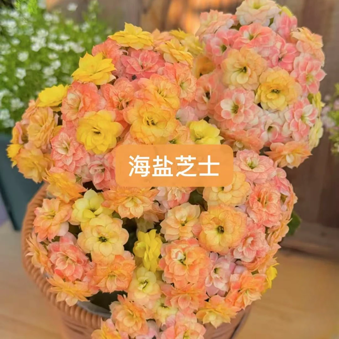 海盐芝士~新品种懒人花（以实际到货为准）