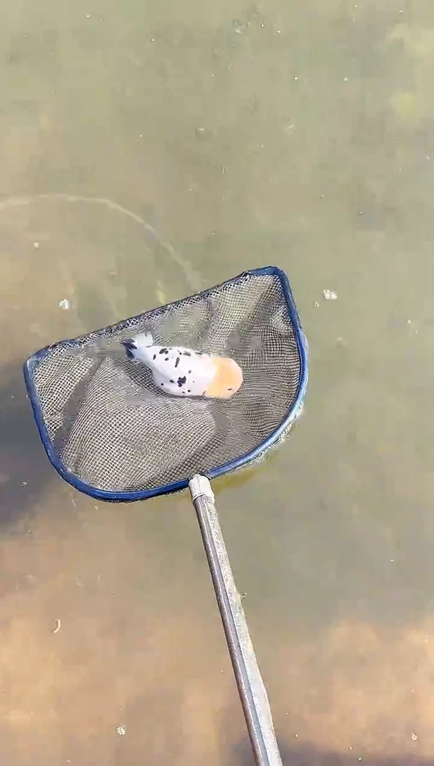 金鱼华**旧水娃娃渔场观赏鱼兰寿金鱼 不包邮