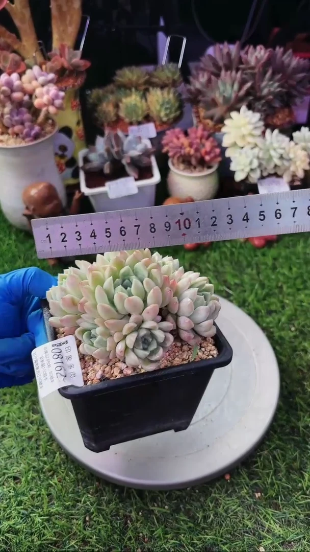 昆明印象多肉08162