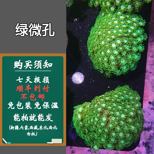 新手入门推荐 自繁绿微孔推荐养殖海水缸海水鱼水族箱