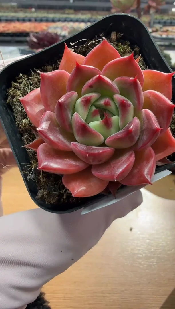 东云多肉园二店-140