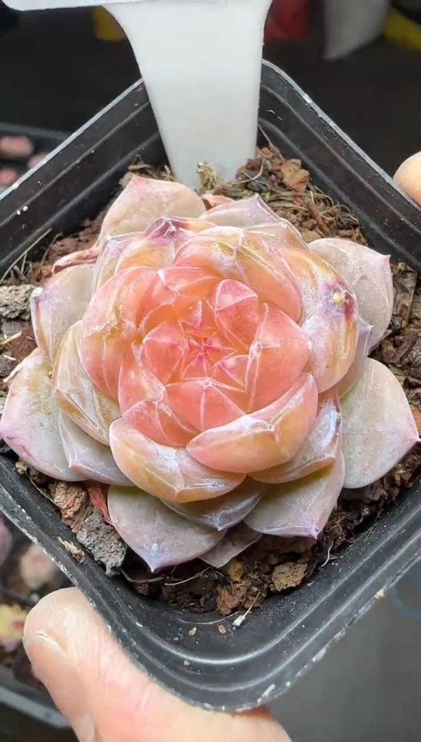 【闪购商品】一物一拍0213—37