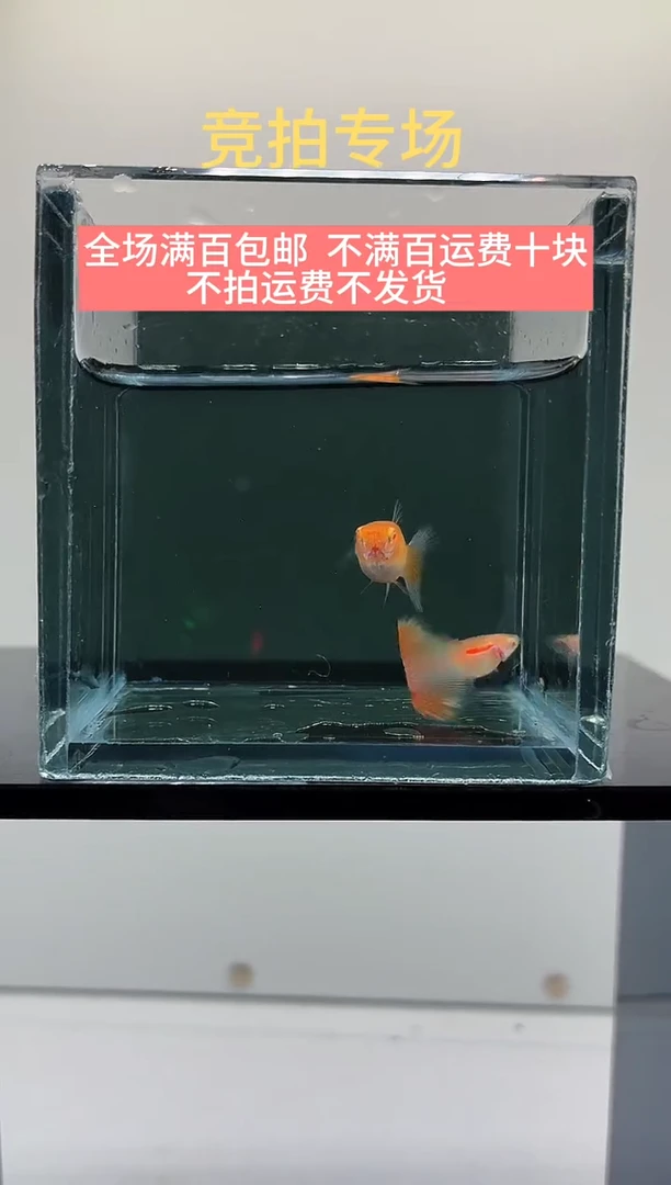 孔雀鱼极光彩虹一对-24