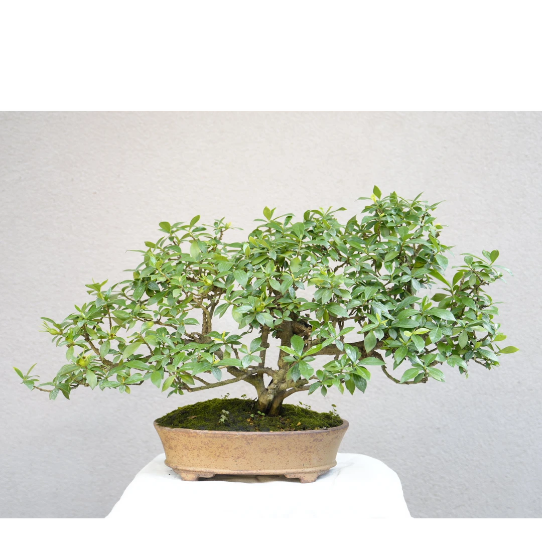 【美美精选】栀子花/老桩/精选盆景
