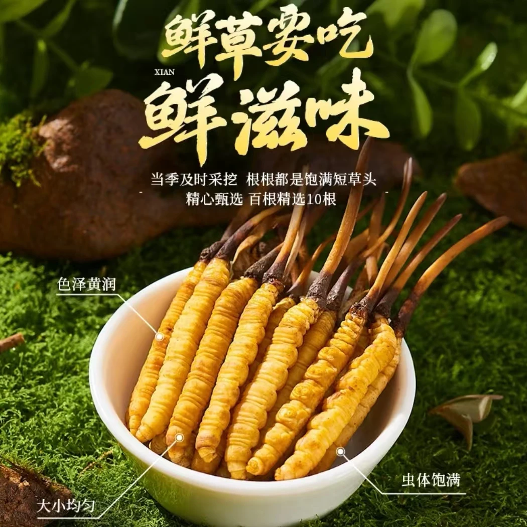新鲜冬虫夏草0.8-0.9g高海拔头期