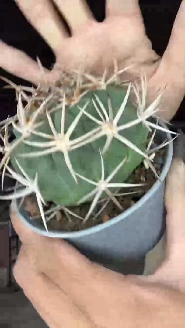 实生碧岩玉25.99配货看图