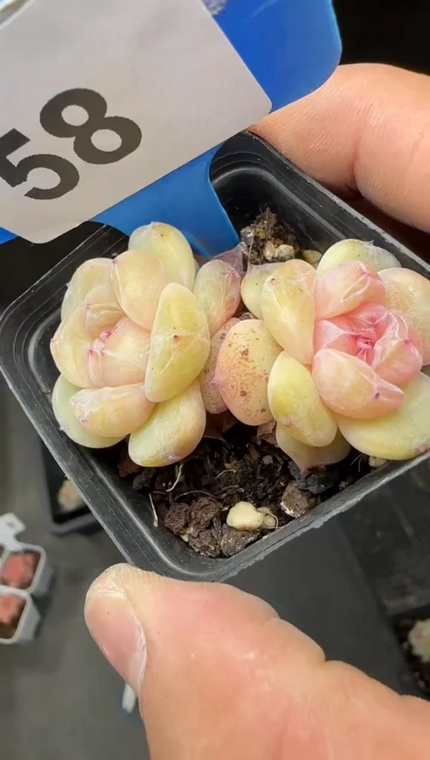 【闪购商品】一物一拍0223—58