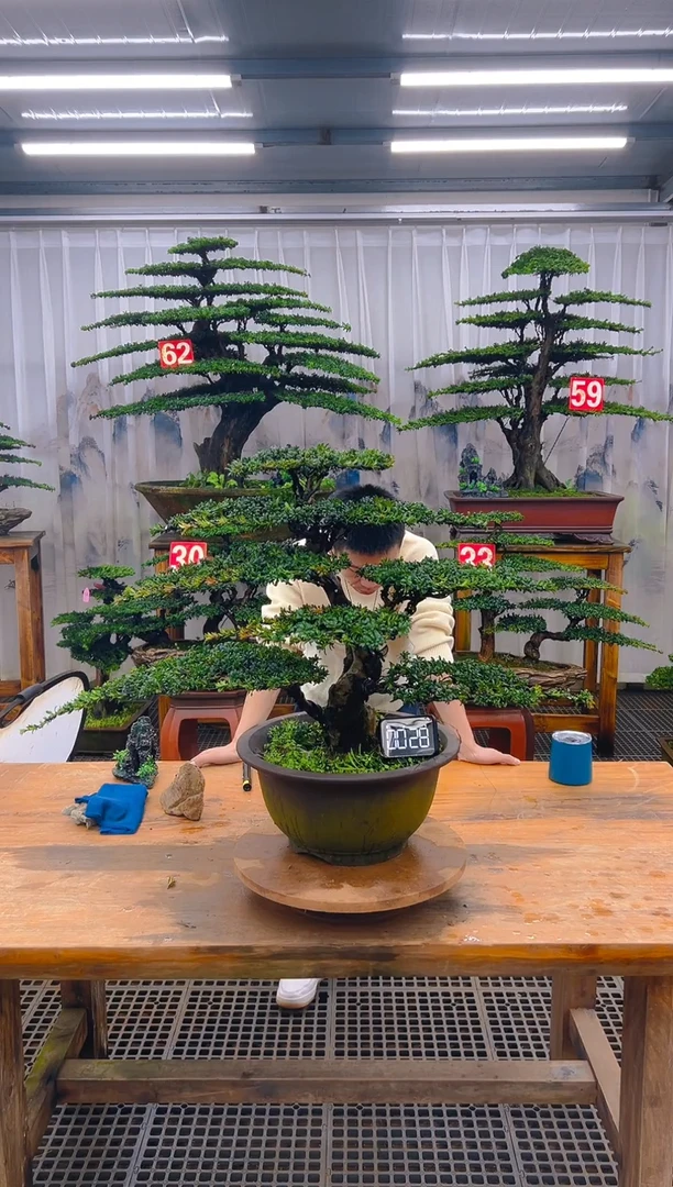 无花朵精品盆景直播间一物一拍