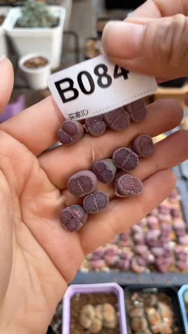 【闪购商品】0841直播一物一拍