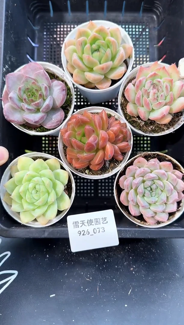 926-073多肉6颗