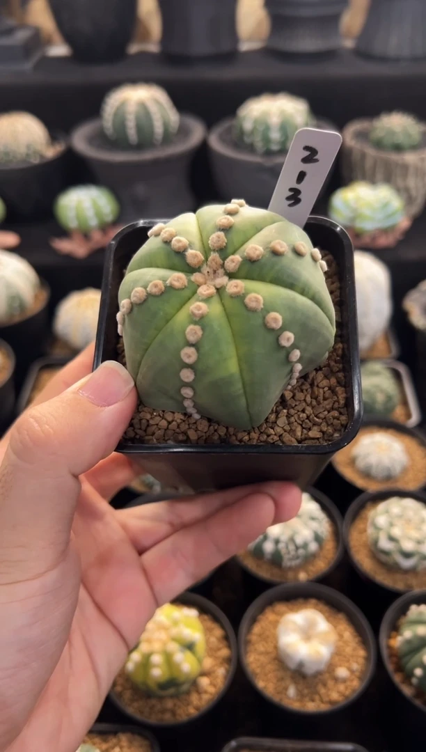 从****x实生根星兜编码213