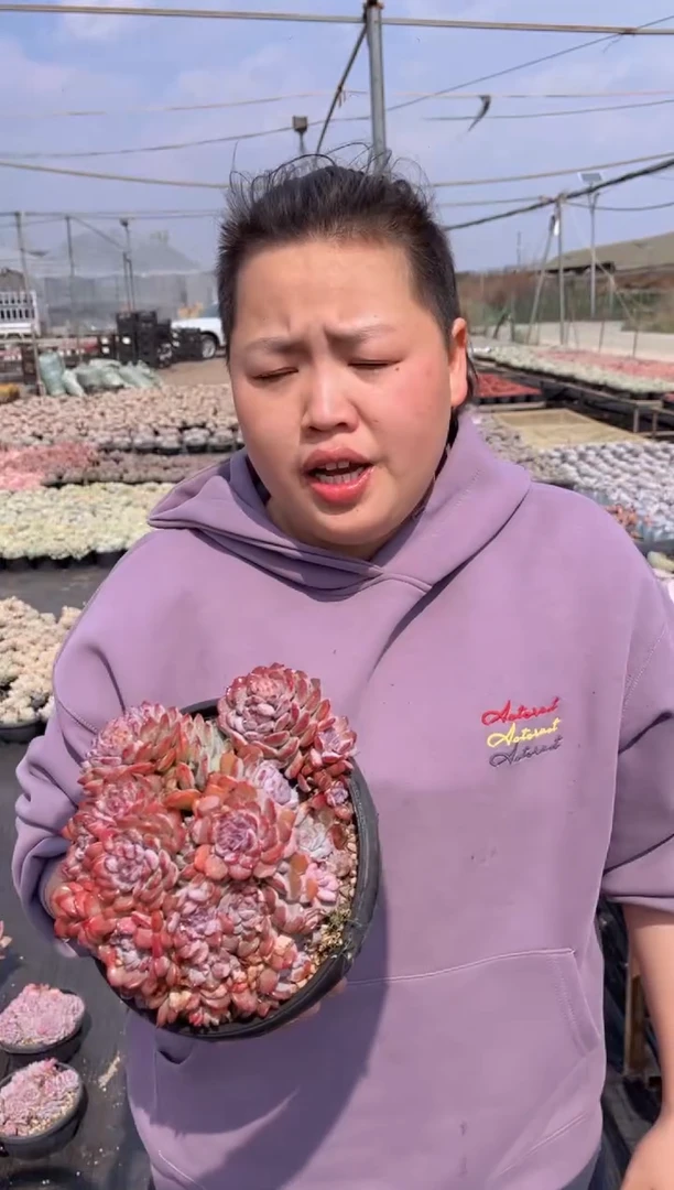 【闪购商品】9-挑大的鲁冰大群带盆土18