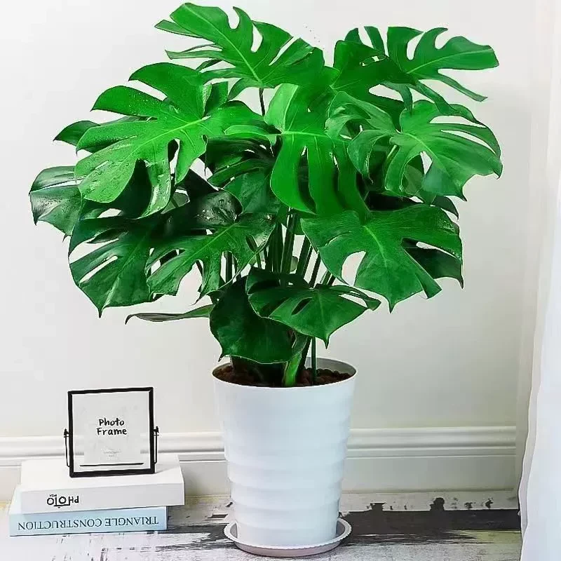 新疆包邮龟背竹盆栽大型绿植大叶土培植物四季常青好养客厅办公室
