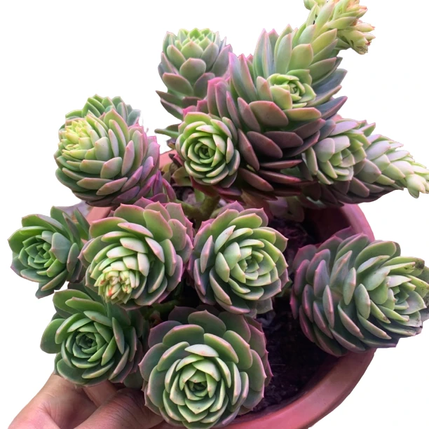 蔷薇玫瑰 新手好养 玫瑰花型 多肉植物