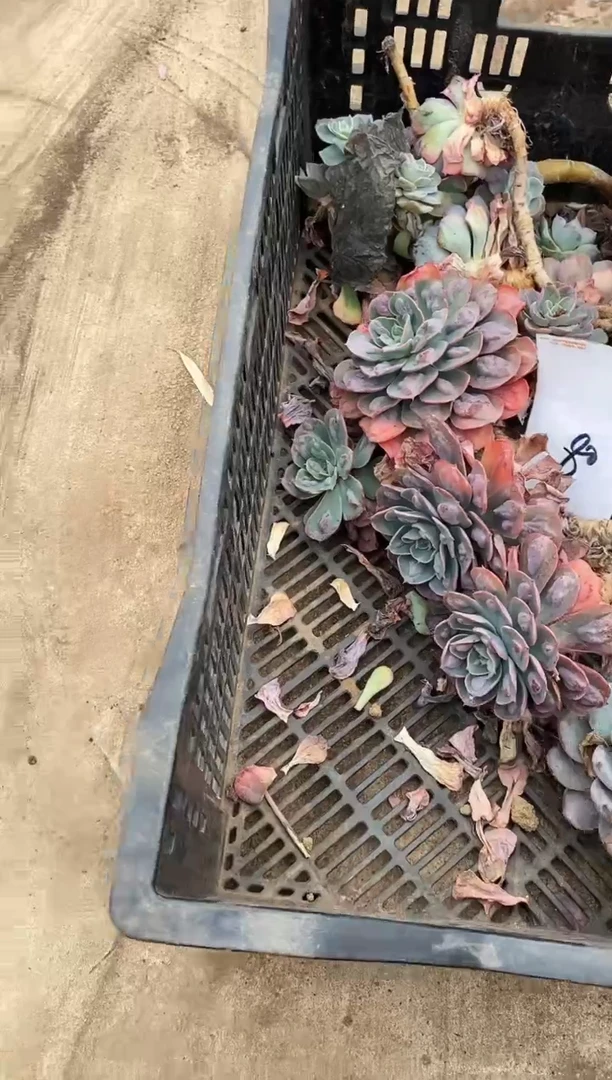 【闪购商品】80号雨滴4颗￥40