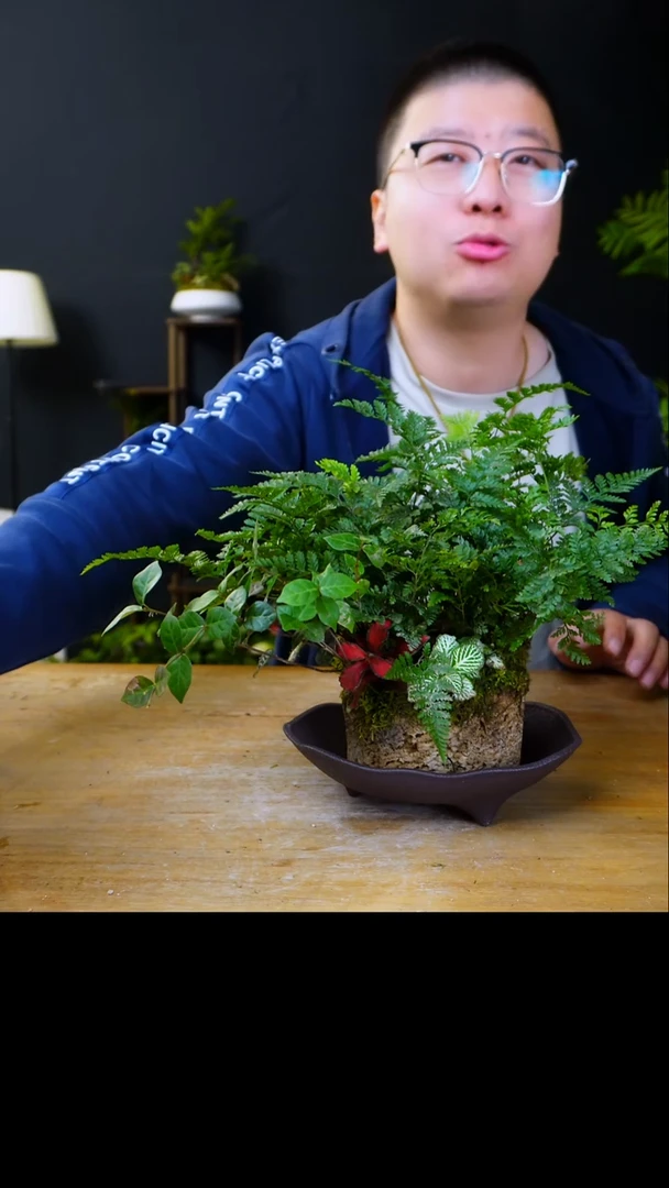 石云社一物一拍组合盆栽19