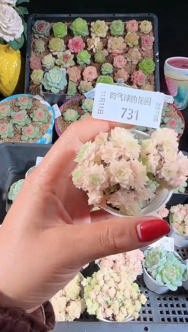 1111-731（群生不包整）