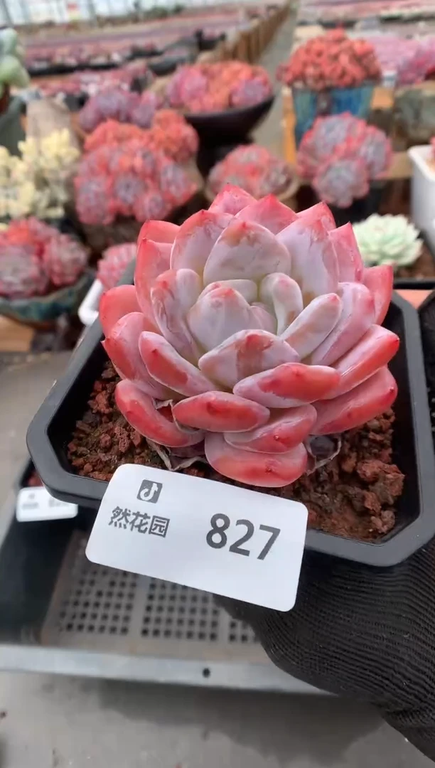 827冰橙一物一拍