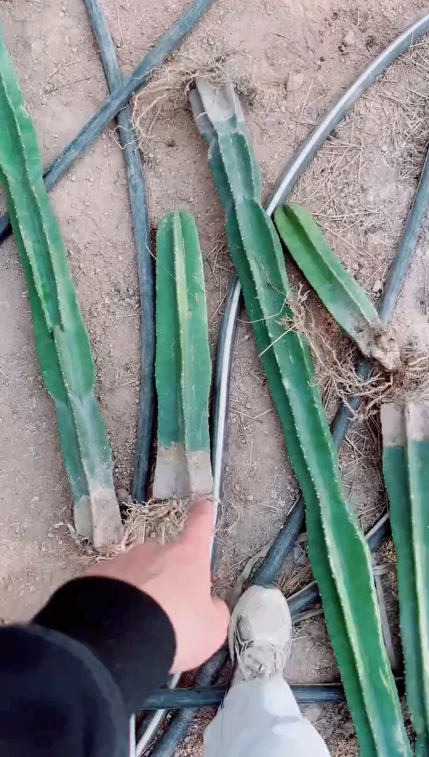 【闪购商品】【带根】40cm 量天尺