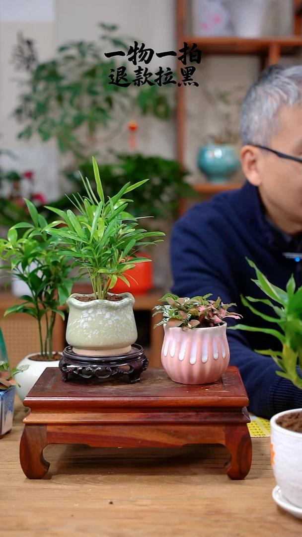 完全开放子*?罗汉松+网纹草726