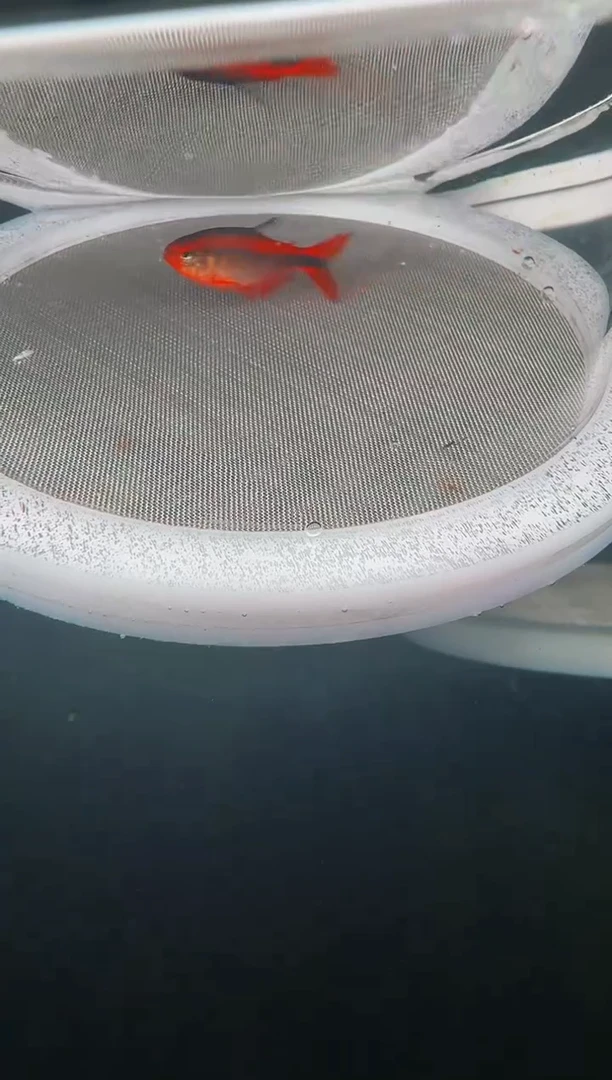 灯科鱼风**月25-23 D21红火蚁3cm+（不包黑点）1条
