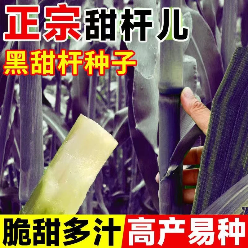 【黑甜杆种子】家庭阳台小院盆栽地栽四季种植