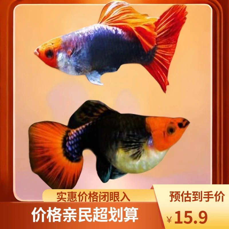 热带观赏鱼红蓝太阳1对