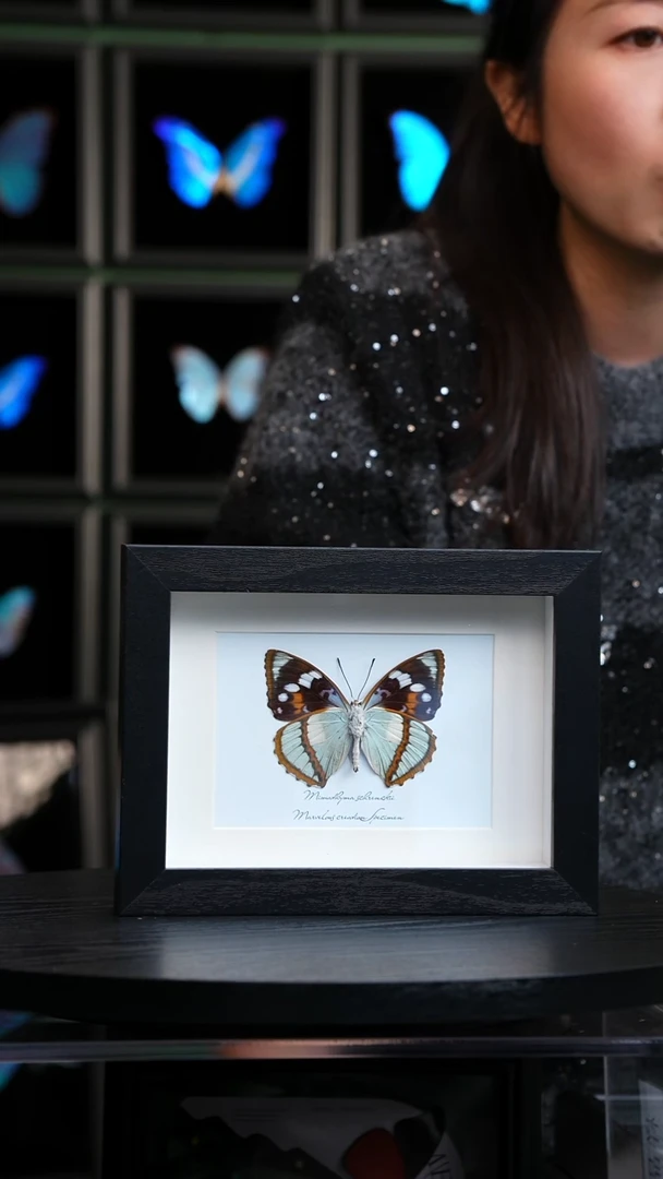 白斑迷蛱蝶反面7寸横框