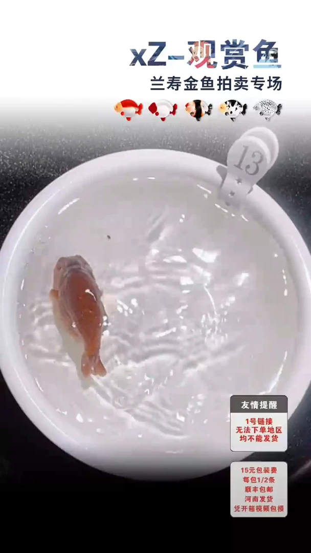 海水鱼包装必拍未拍顺丰到付13号