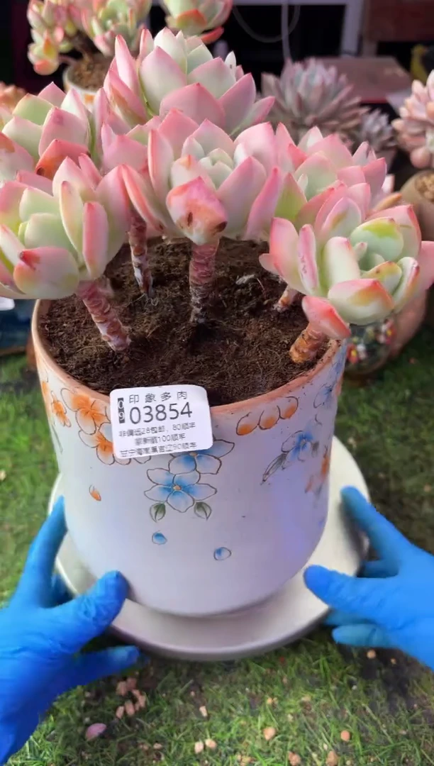 昆明印象多肉03854