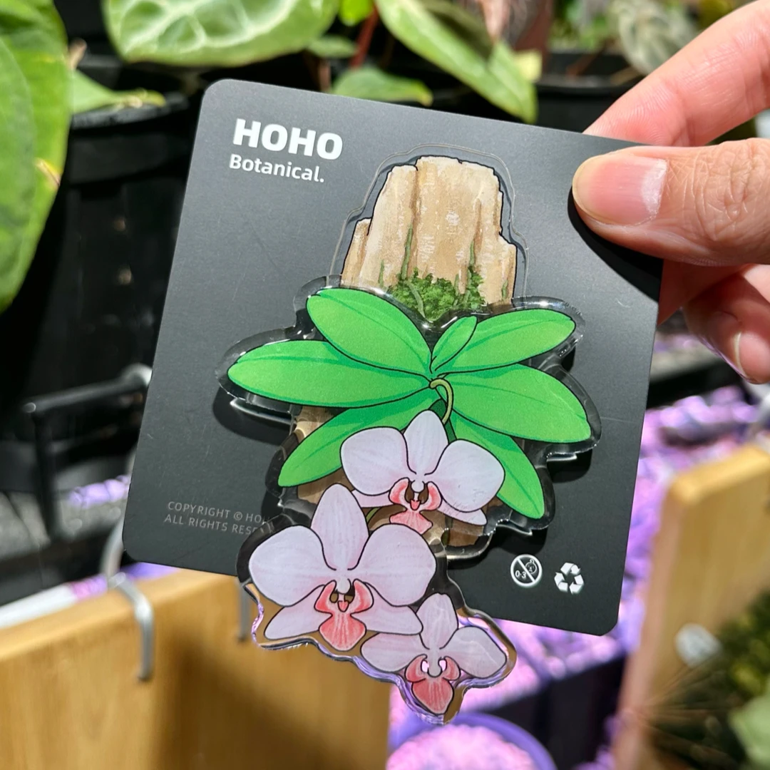HOHO原创·可旋转蝴蝶兰冰箱贴创意热带绿植磁吸冰箱贴亚克力新款