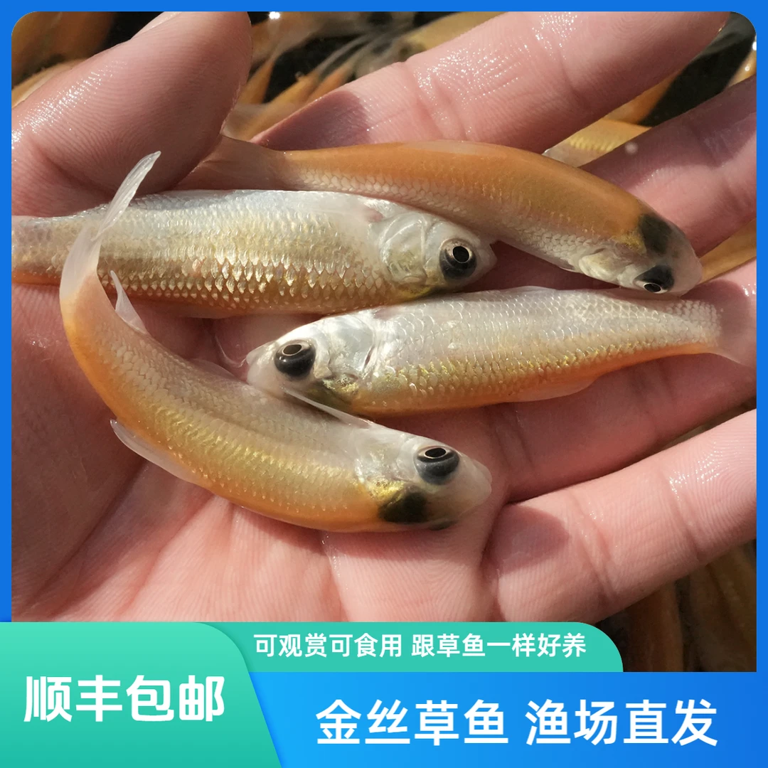 【 活体】金丝草鱼金丝皖鱼（3-9cm）观赏鱼淡水鱼冷水鱼