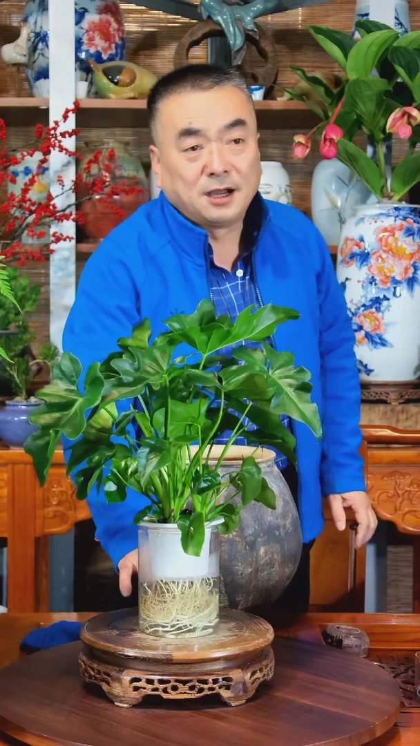 全部花苞?****?水之韵水培春羽